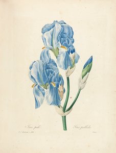 Iris Pallida, gravada por Victor, de &39;Escolha das mais belas flores e frutas mais bonitas&39;, vol. II, 1827-33